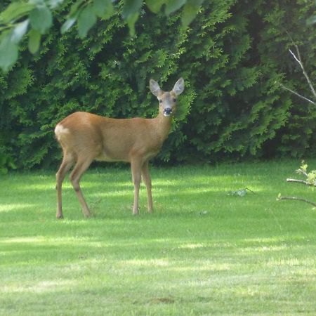 Vakantie op de Veluwe Villa Lunteren Buitenkant foto