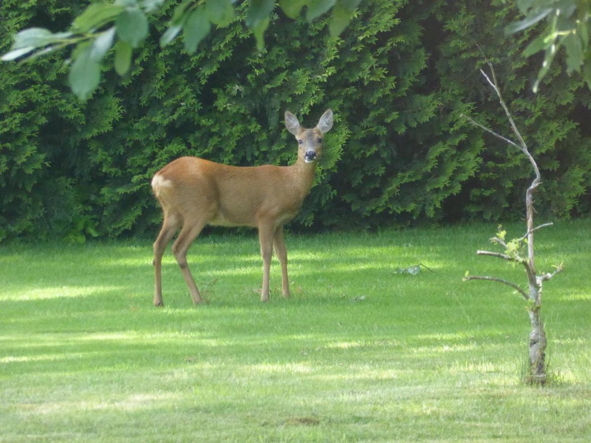 Vakantie op de Veluwe Villa Lunteren Buitenkant foto